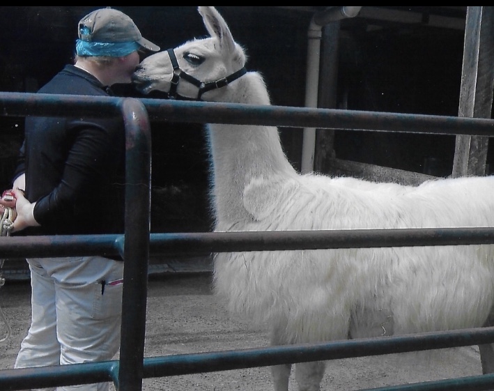 llama with handler 2009