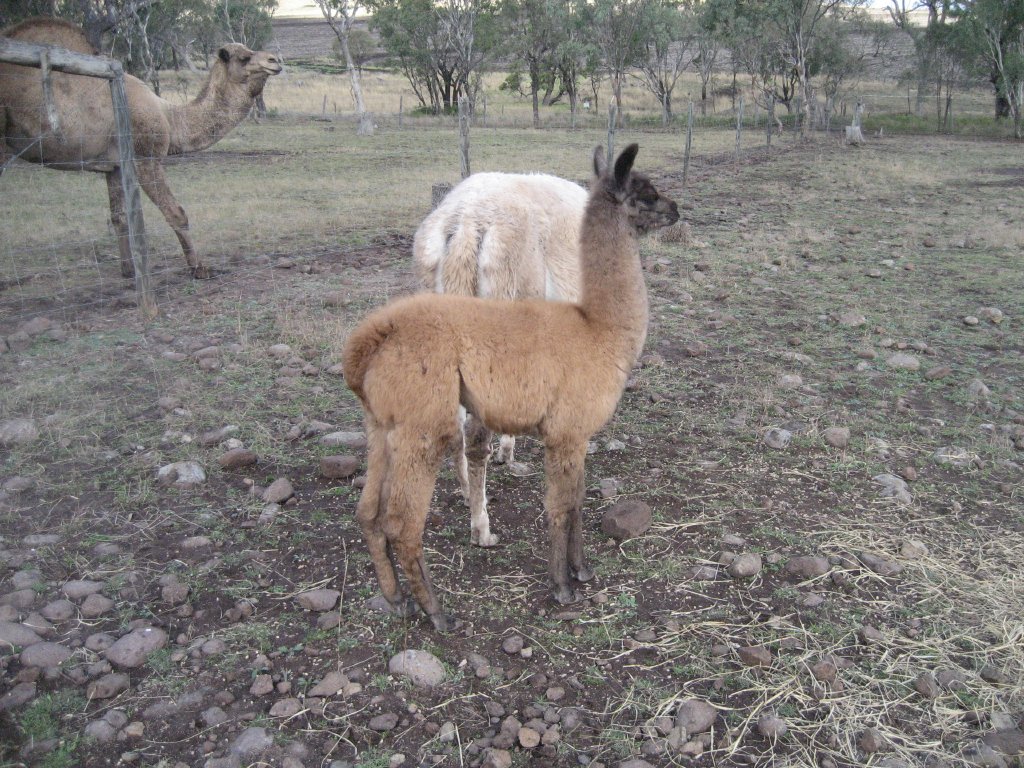 Llama