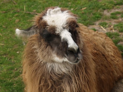 llama