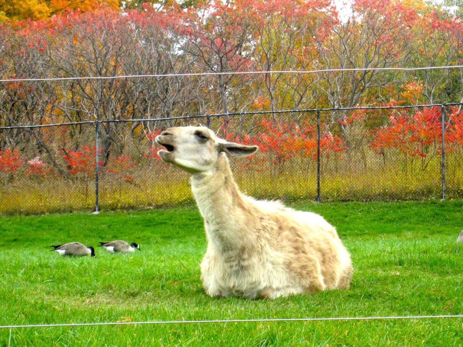 Llama