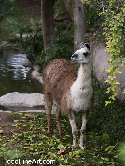 llama