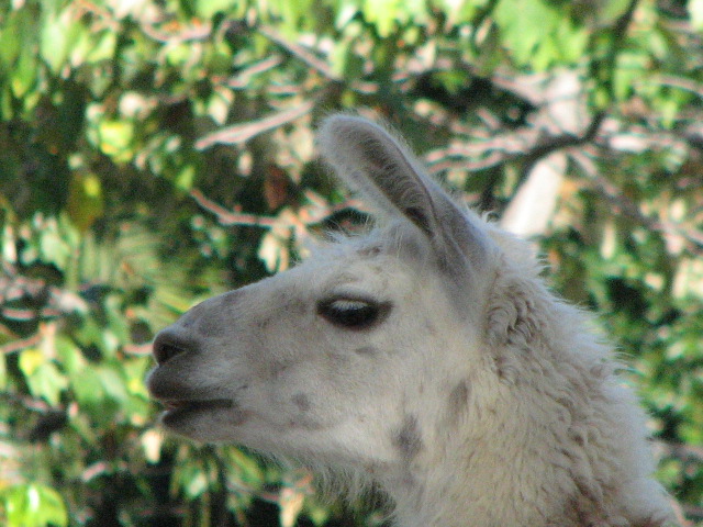 Llama
