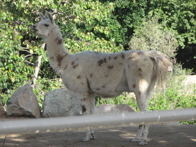 Llama