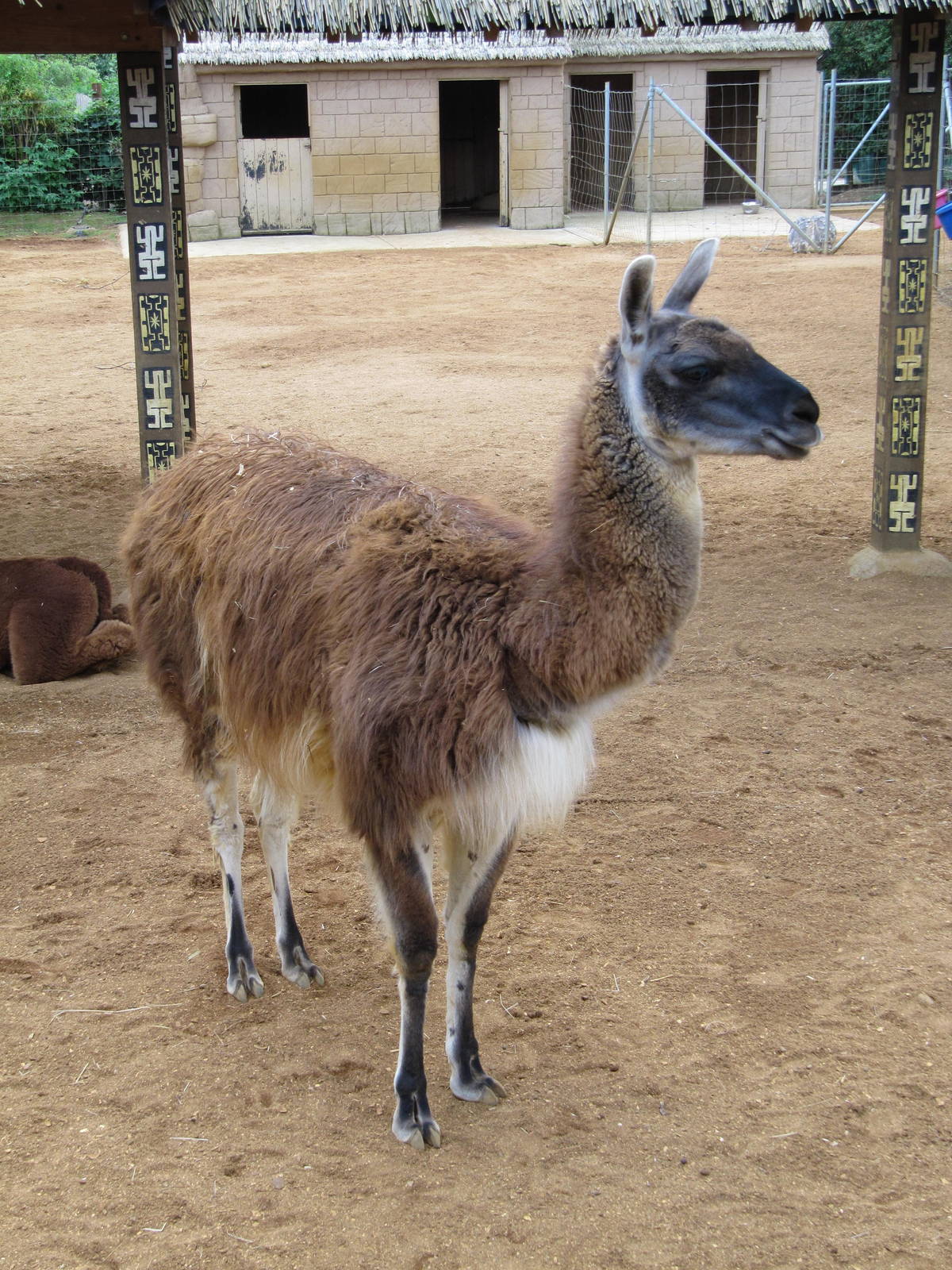 Llama