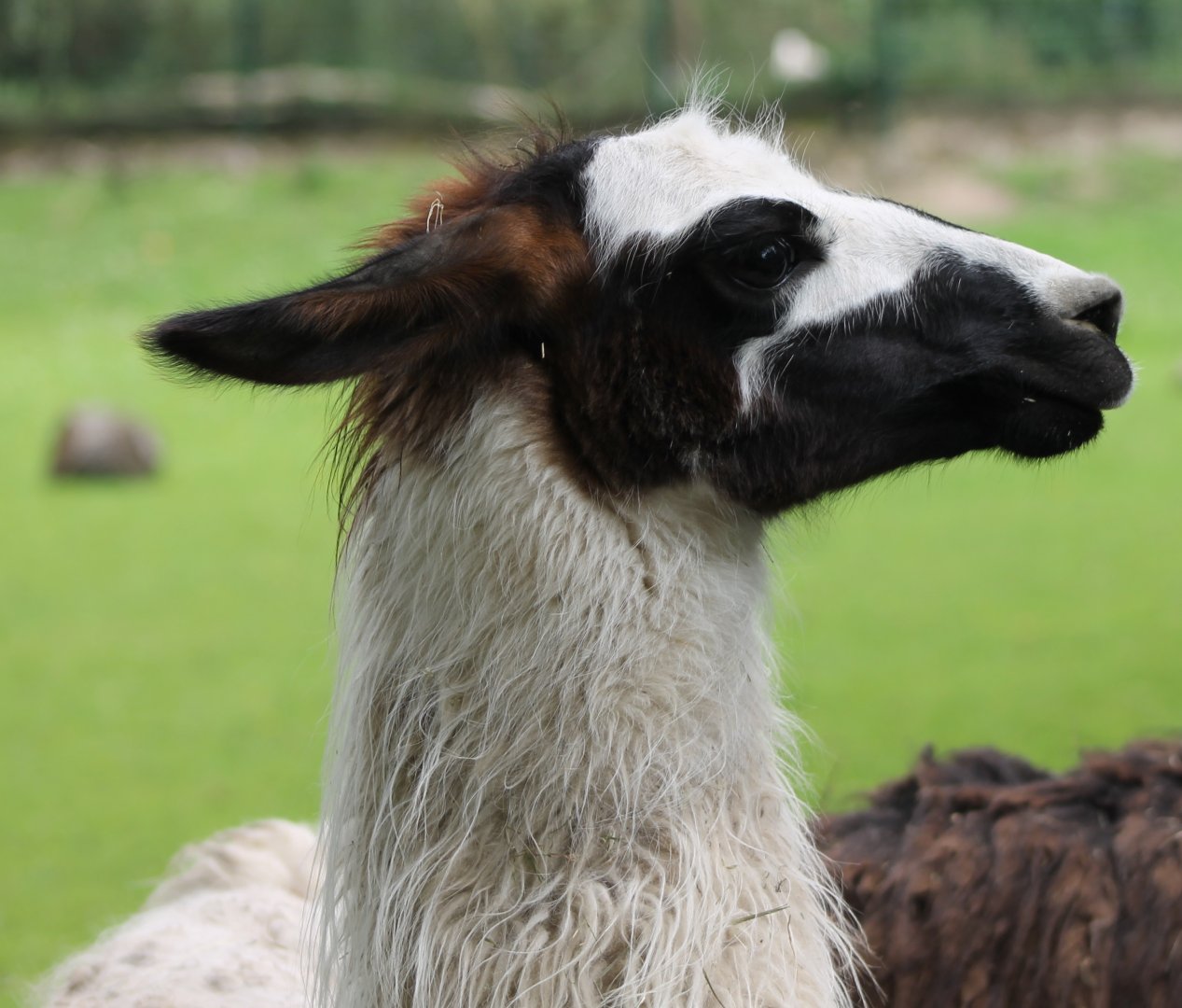 Llama