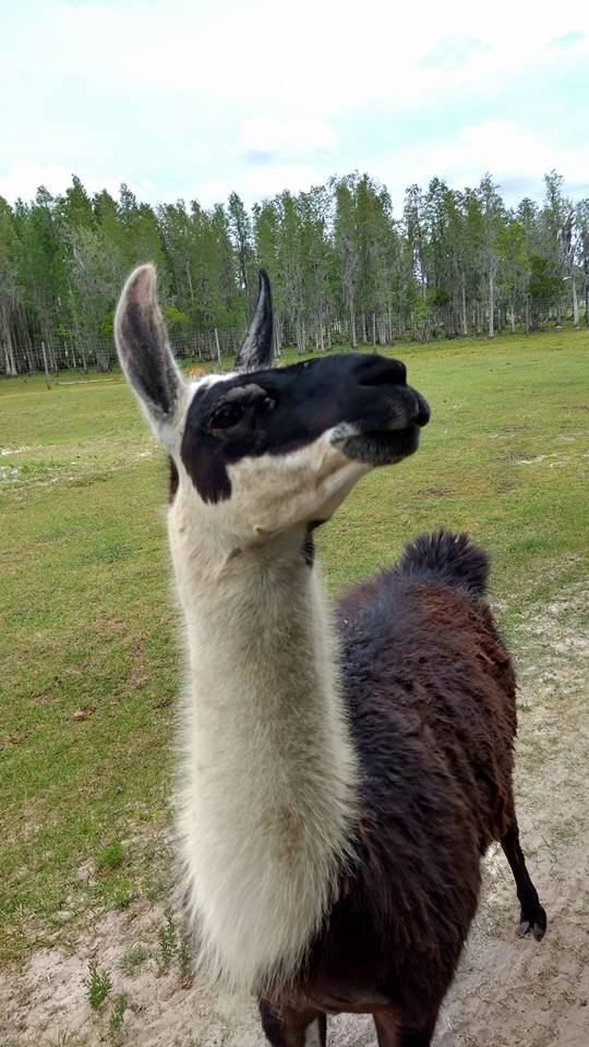 Llama