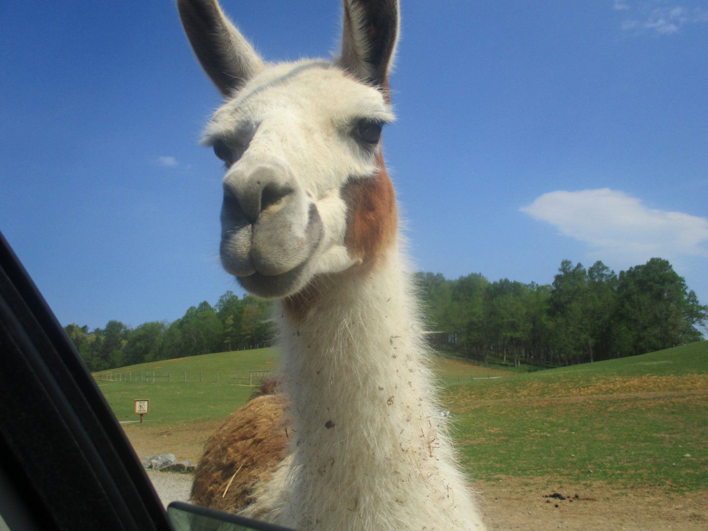 Llama