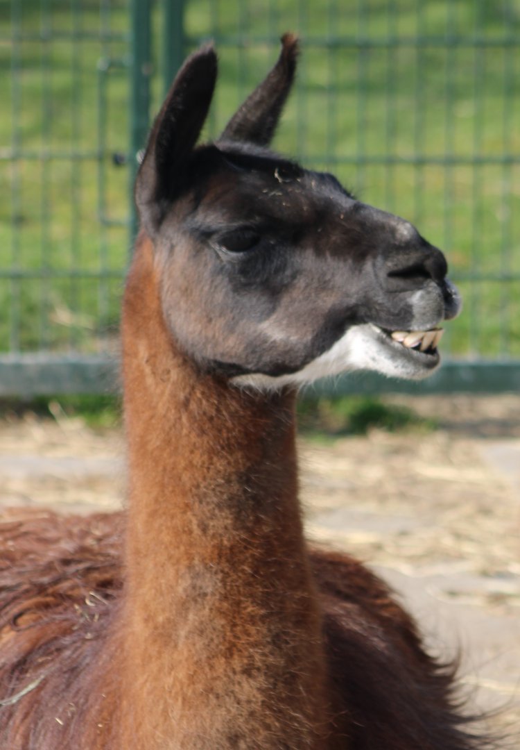 Llama