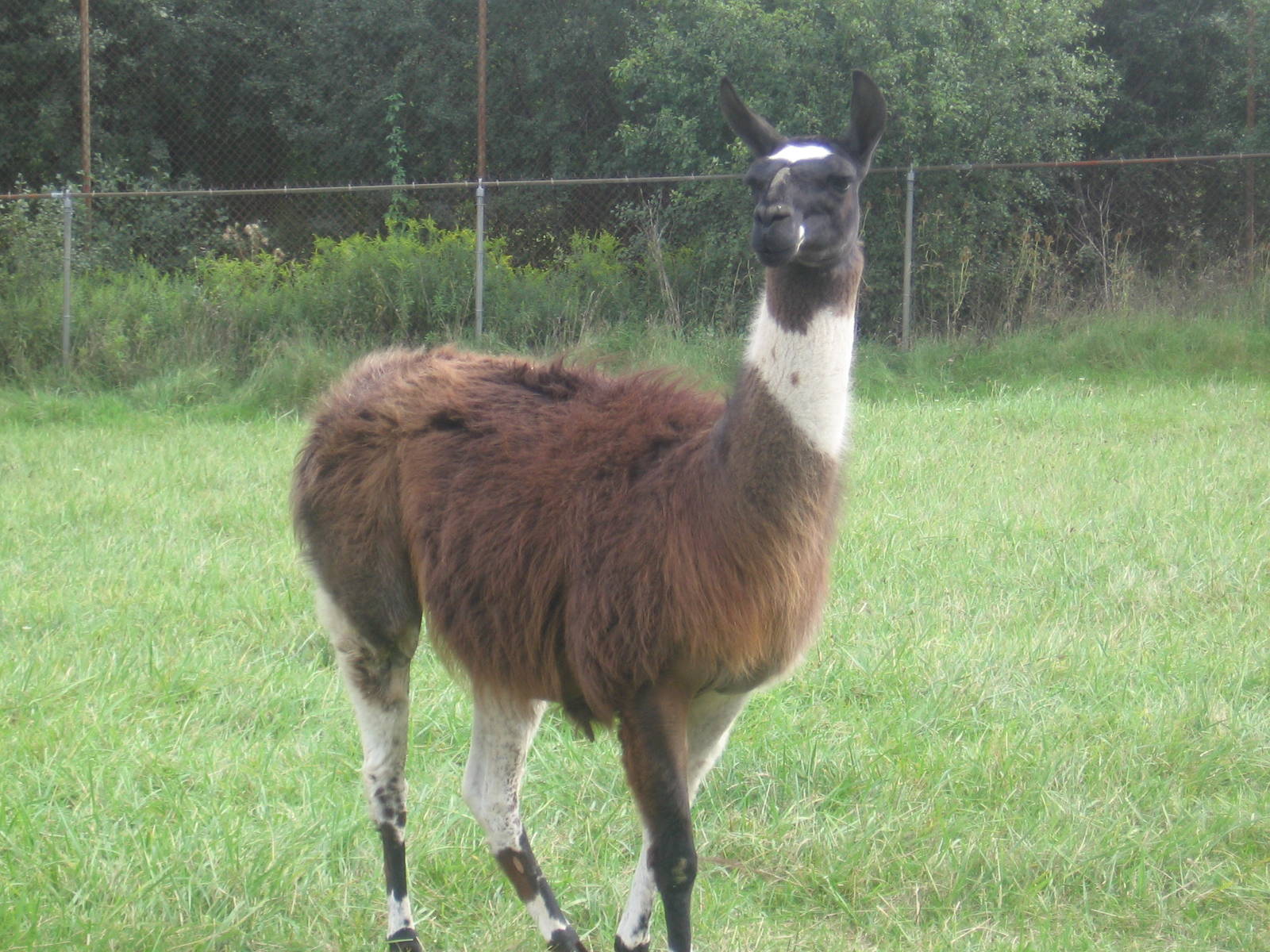 Llama