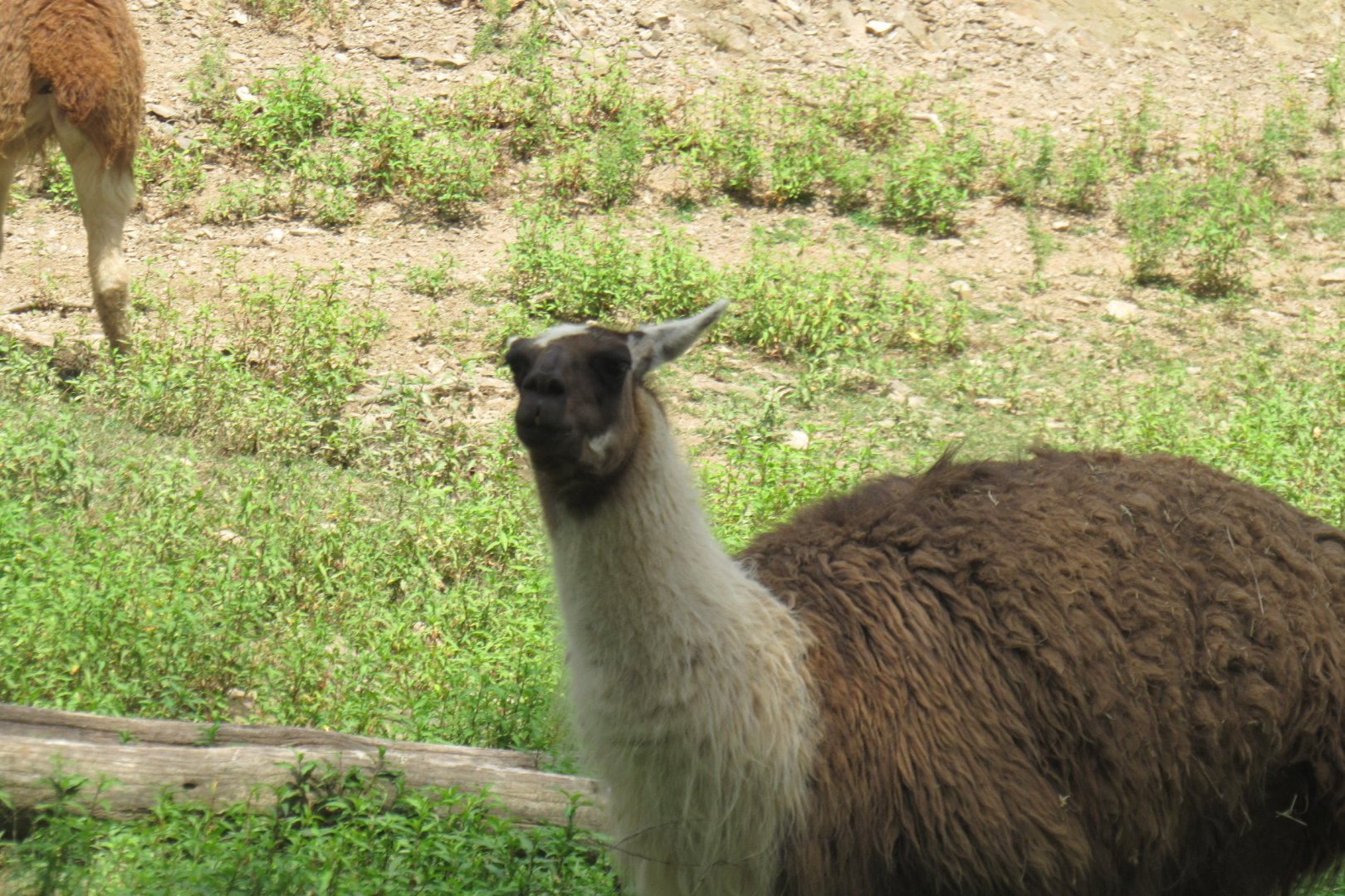 llama