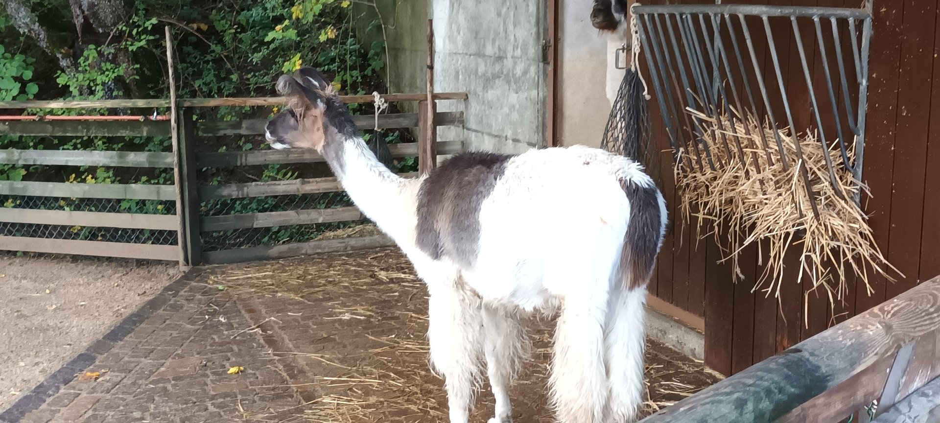 Llama