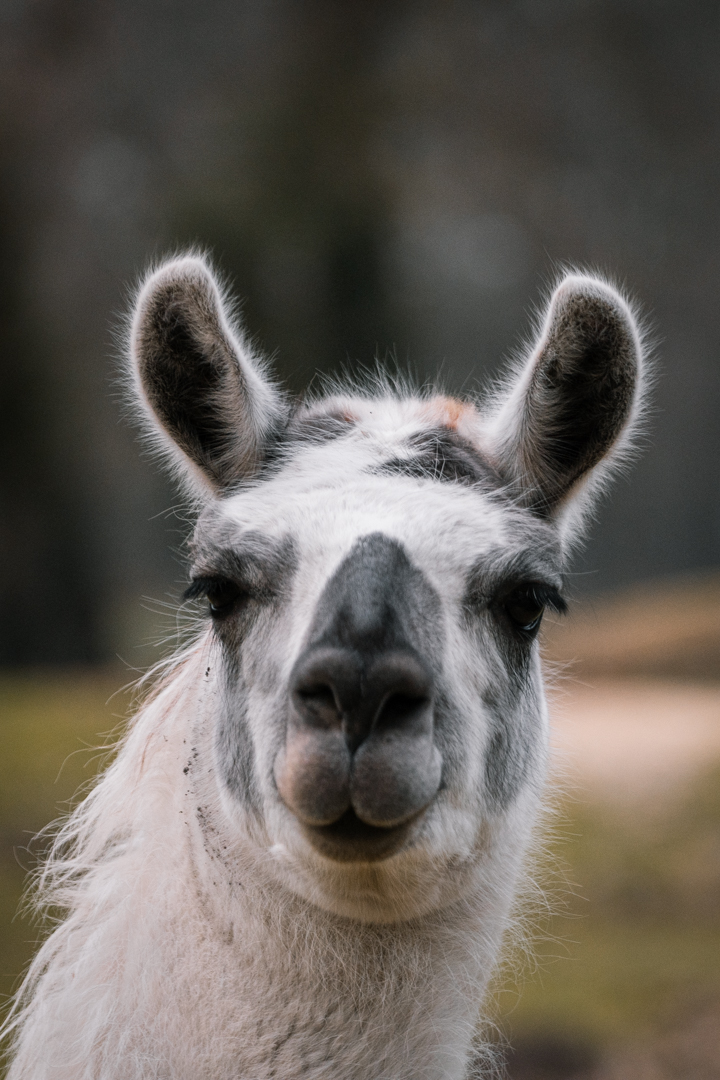 Llama