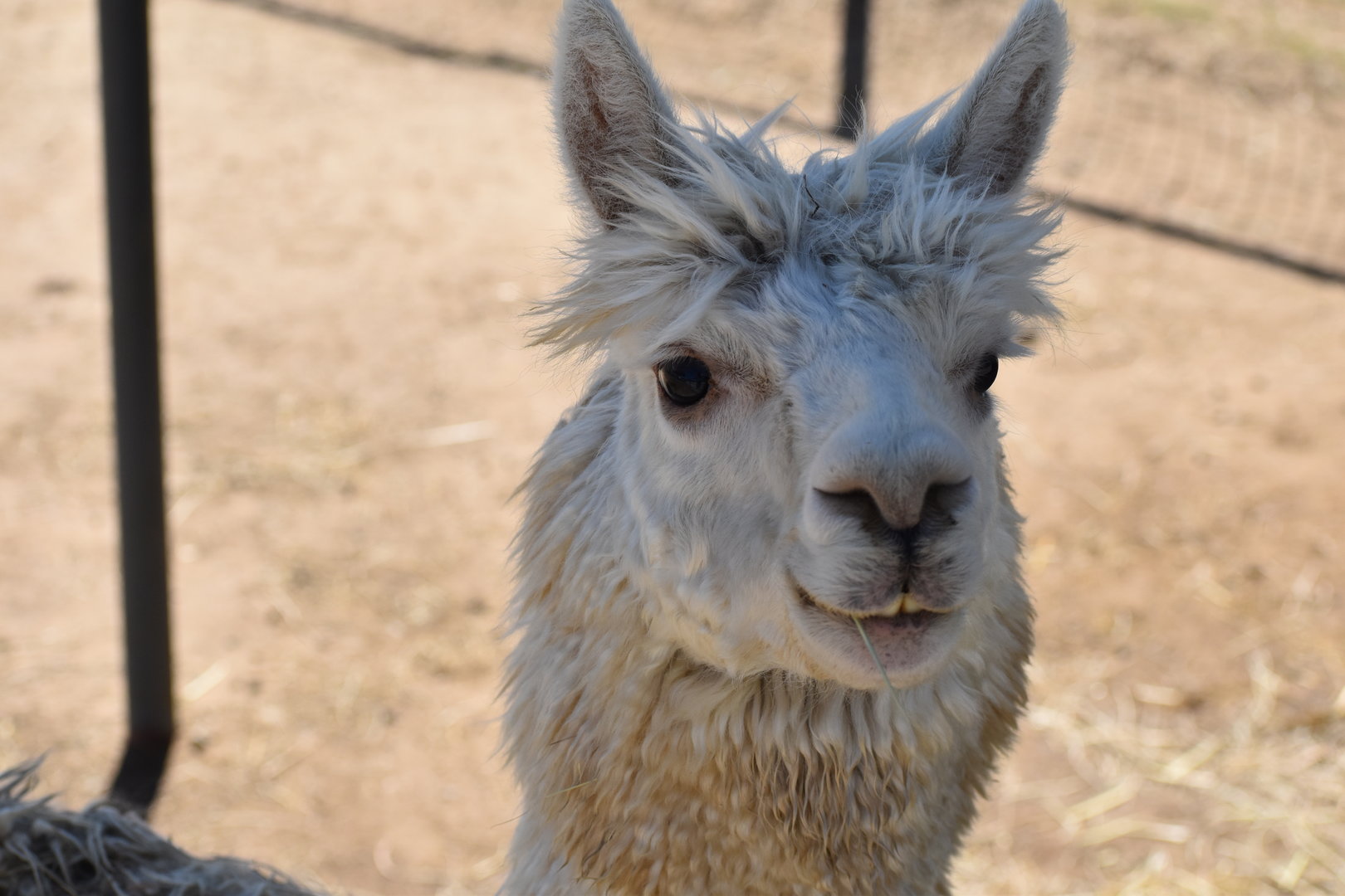 Llama