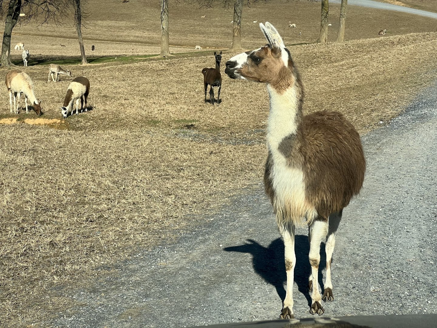 Llama