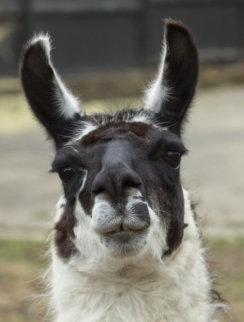 LLama