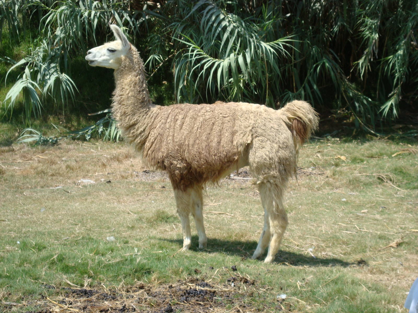 Llama