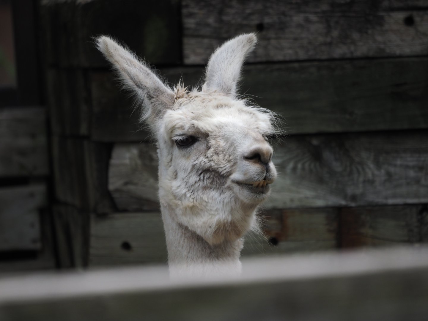 Llama