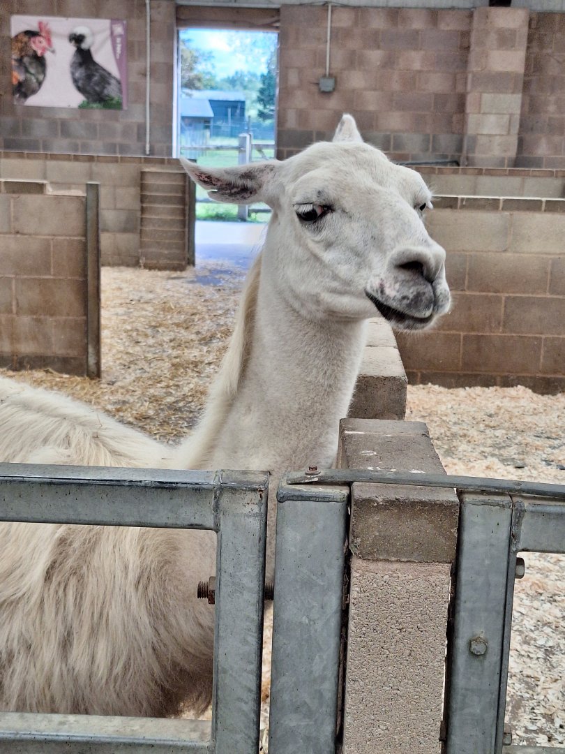Llama