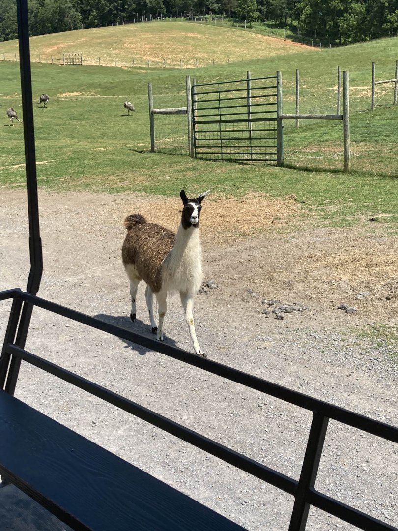 Llama
