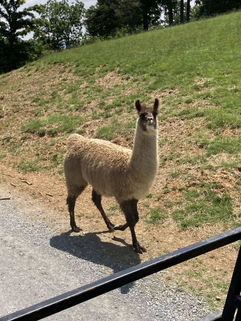 Llama
