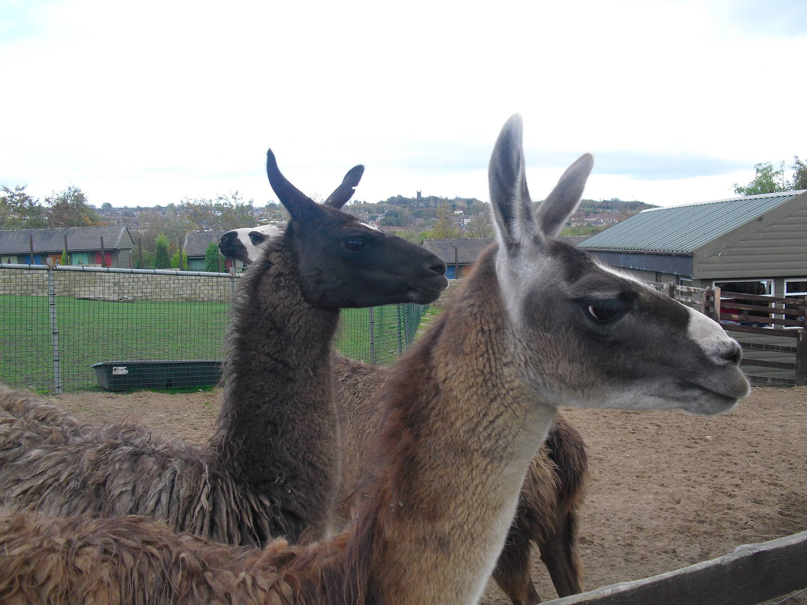 Llamas - 16/10/2011