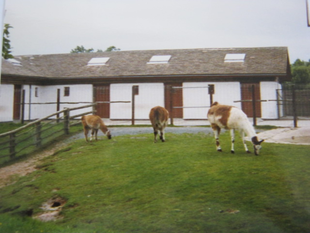 Llamas 1987.