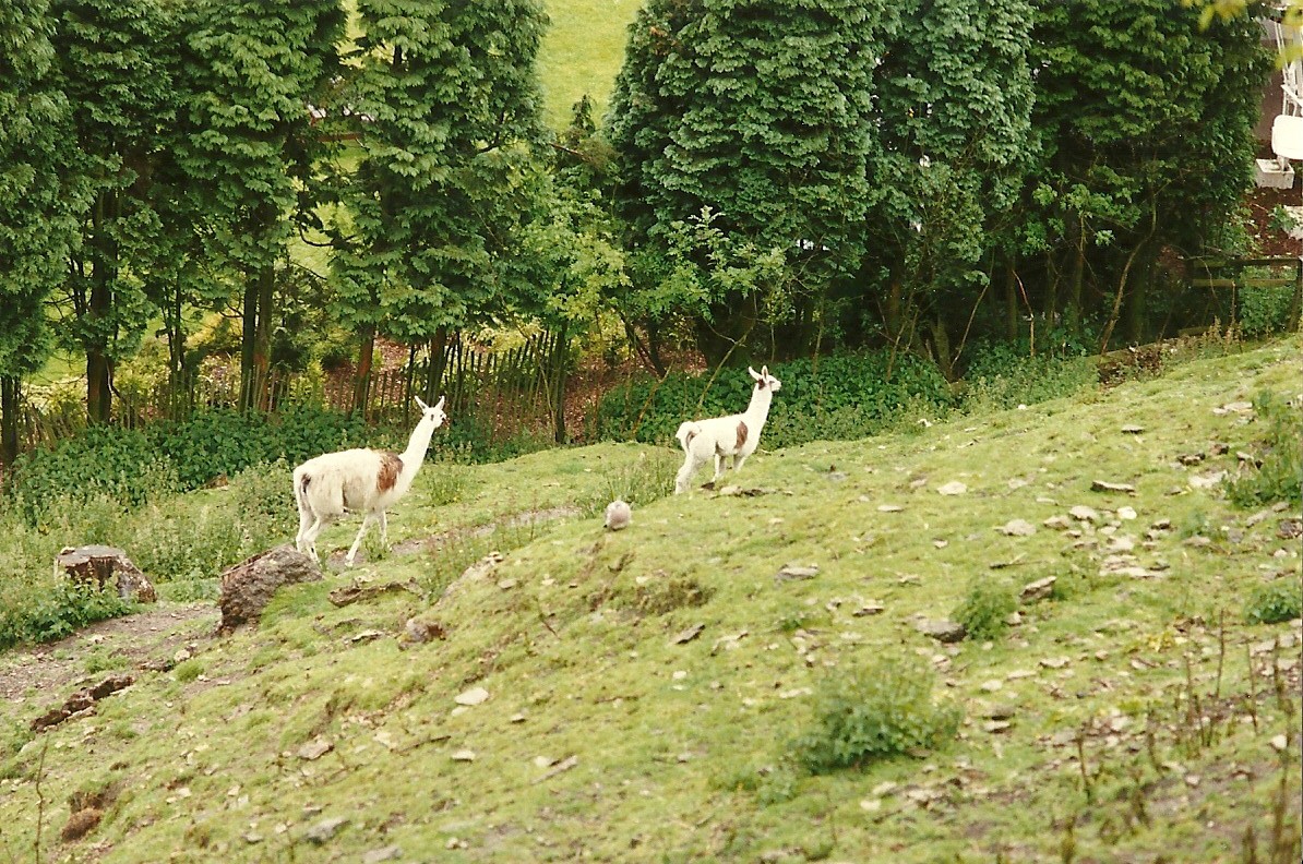 Llamas 4th June 1994
