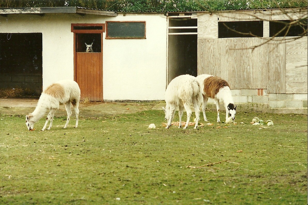 Llamas 4th March 1995
