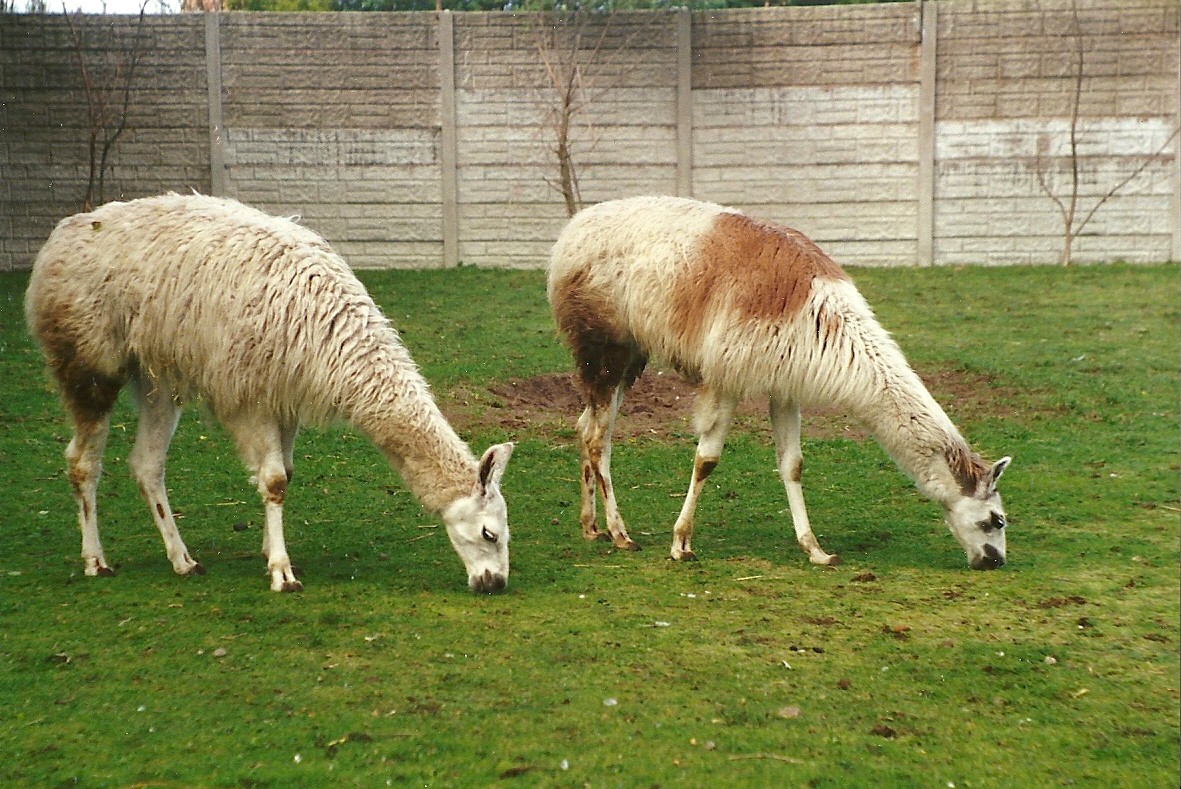 Llamas 4th October 1995