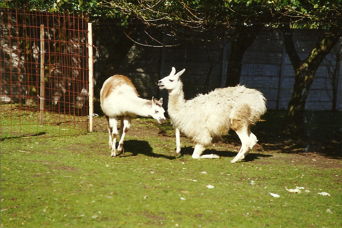 Llamas 4th October 1995
