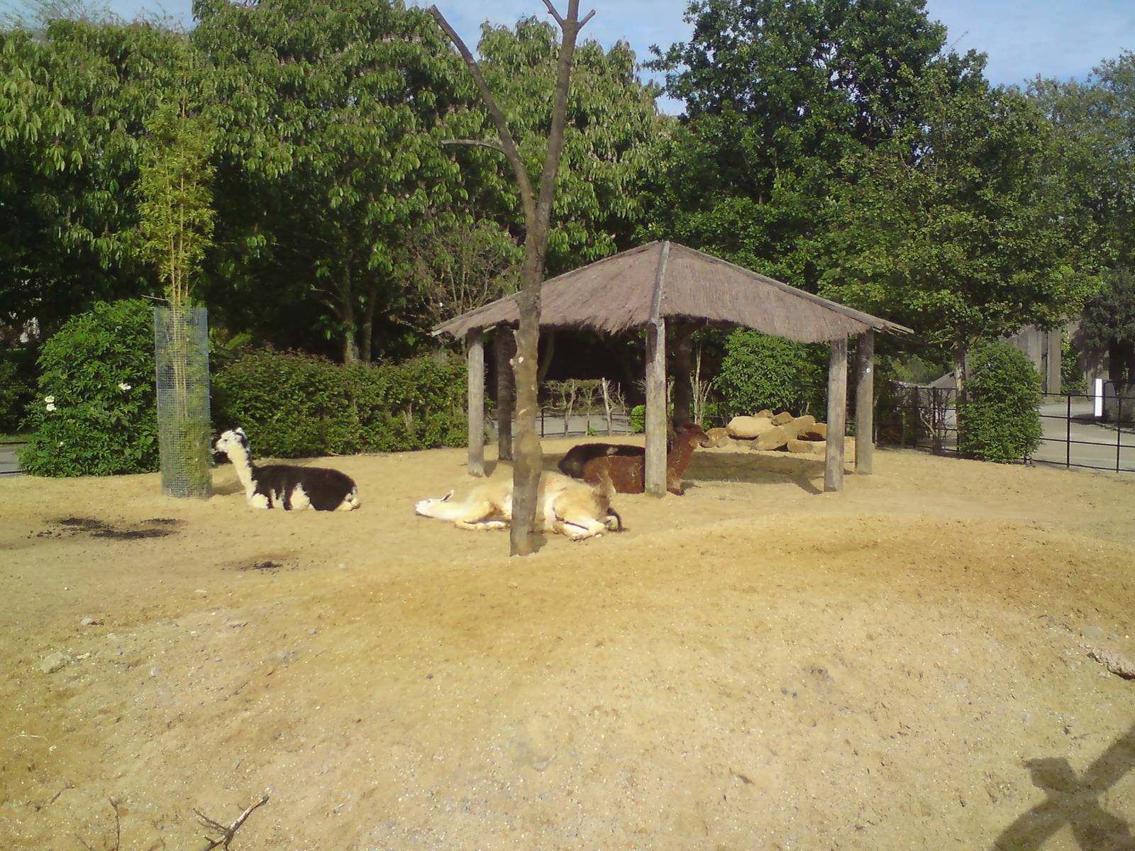 Llamas and alpacas, Animal Adventure