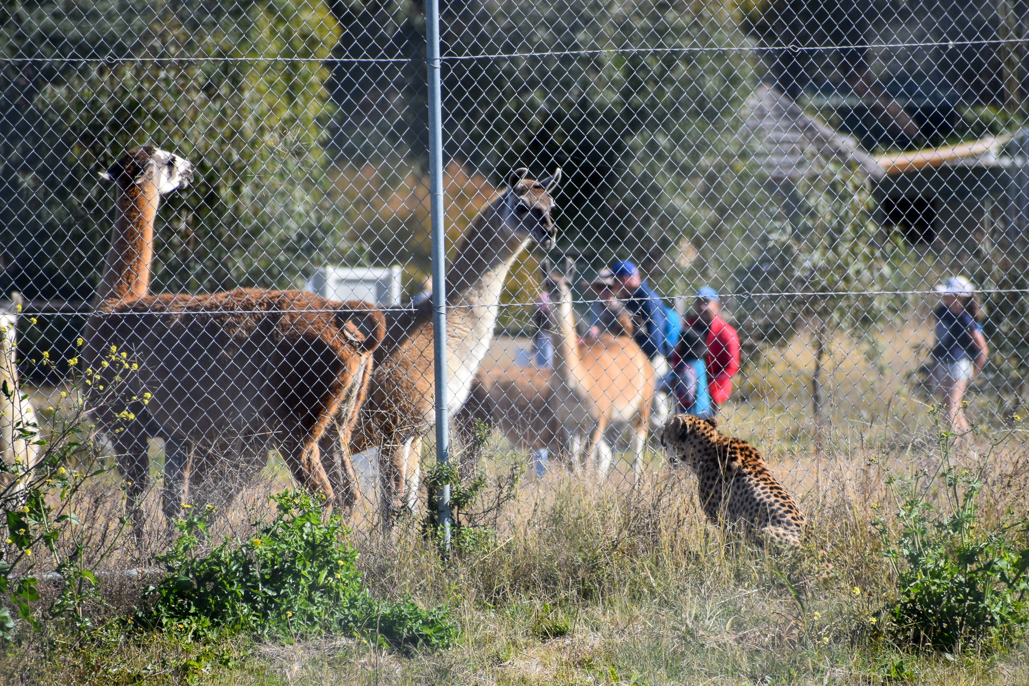 Llamas and Cheetah