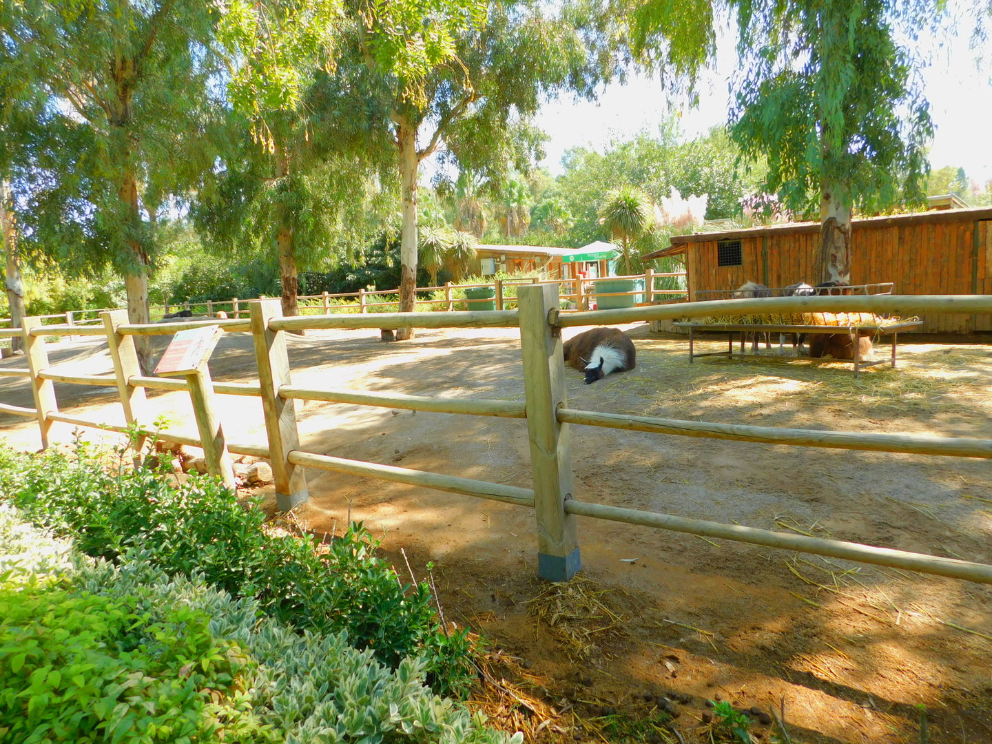 Llamas and Miniature Horses