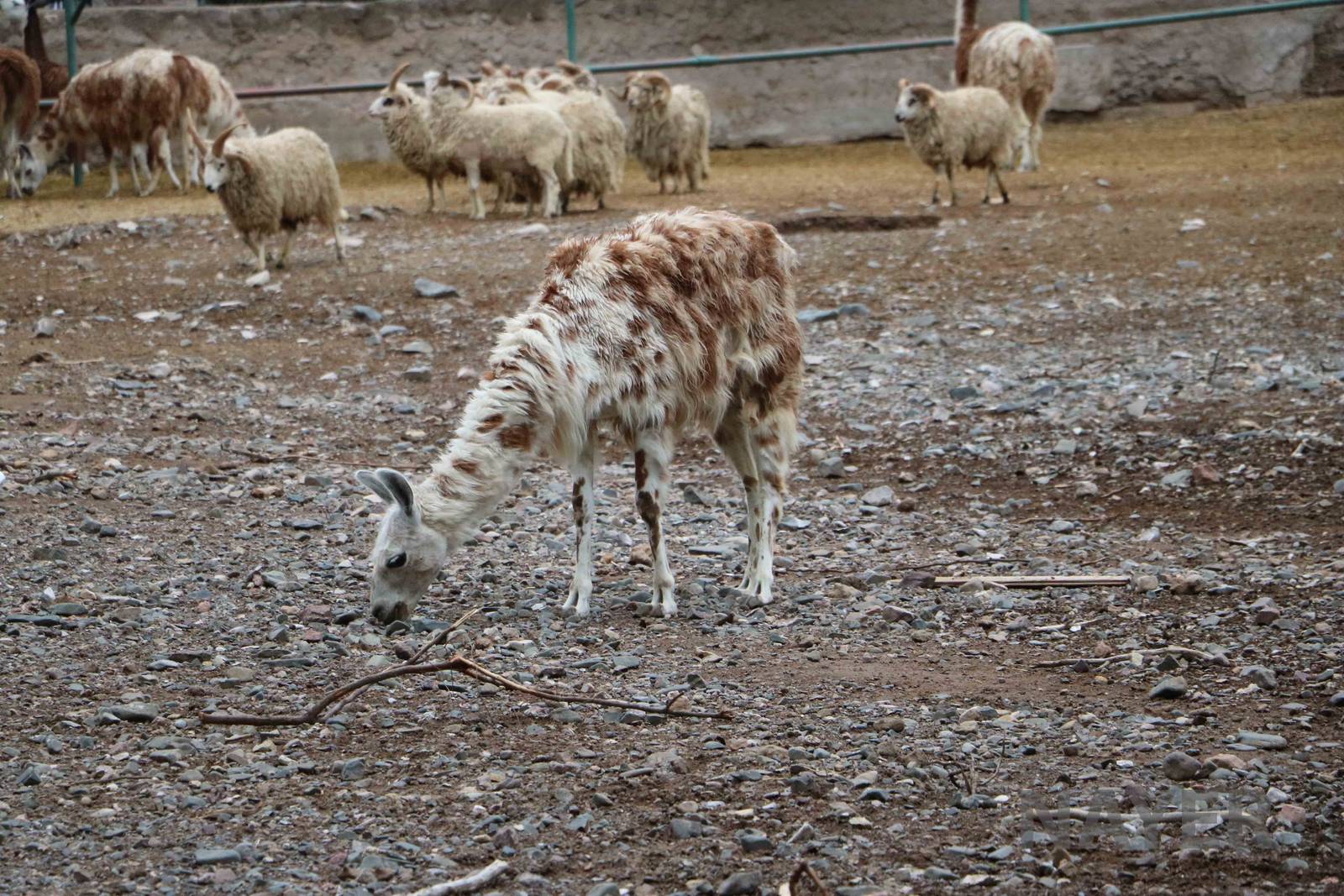 Llamas and sheep - Mendoza Zoo, April 2016