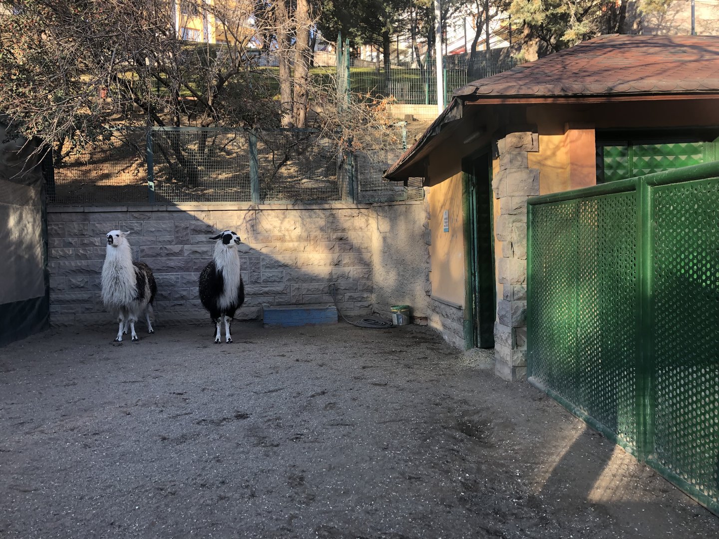 Llamas at the Ankara Domestic Animals Park