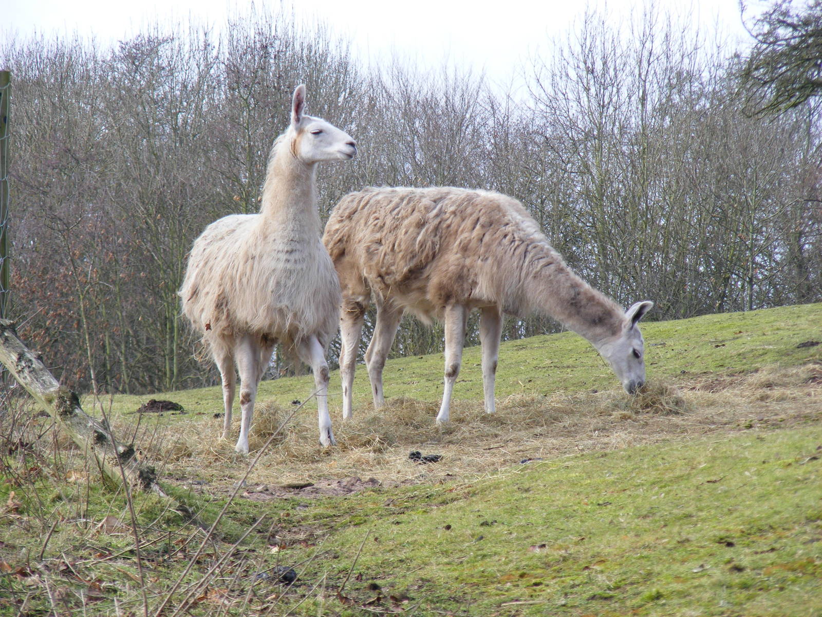 Llamas at West Midland Safari Park, 13 February 2010