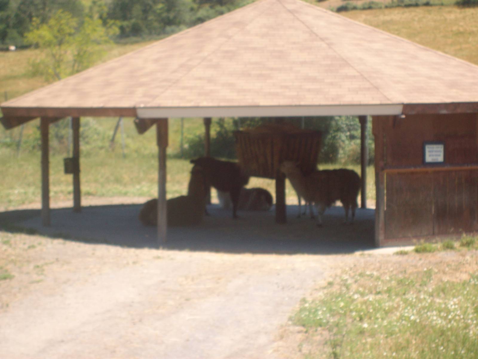 Llamas at Wildlife Safari