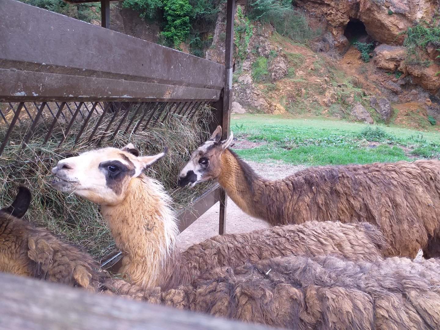 Llamas-Cabarceno (2019)