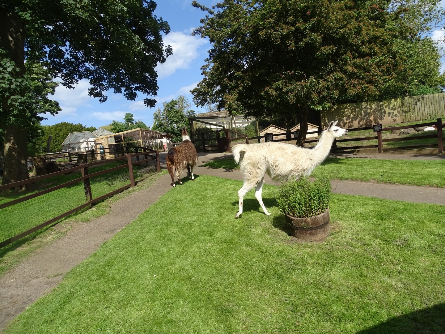 Llamas detouring on way to night quarters, 6th June 2024