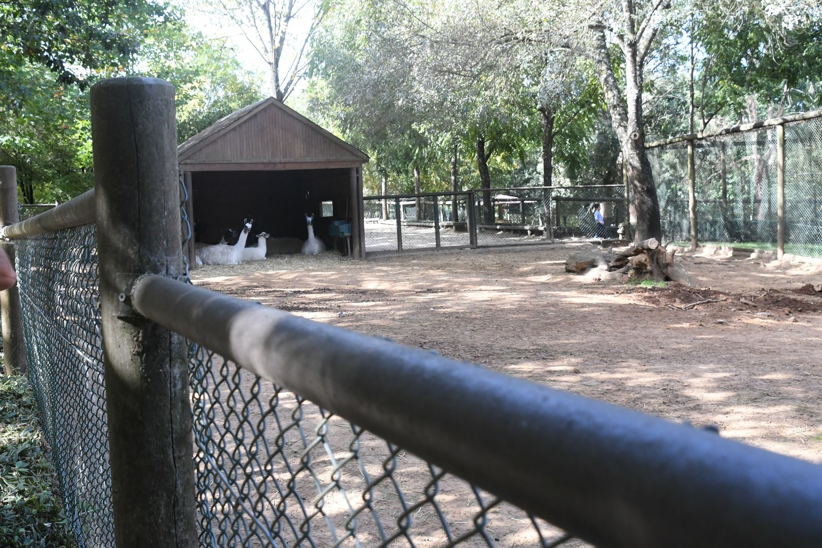 Llamas exhibit
