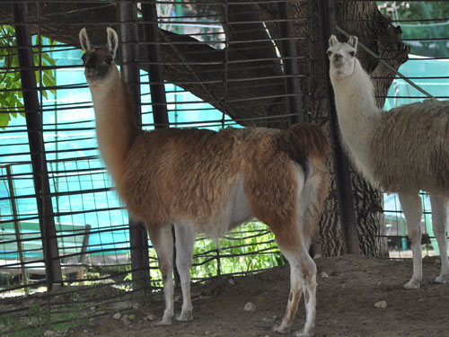 Llamas in Kishinev Zoo