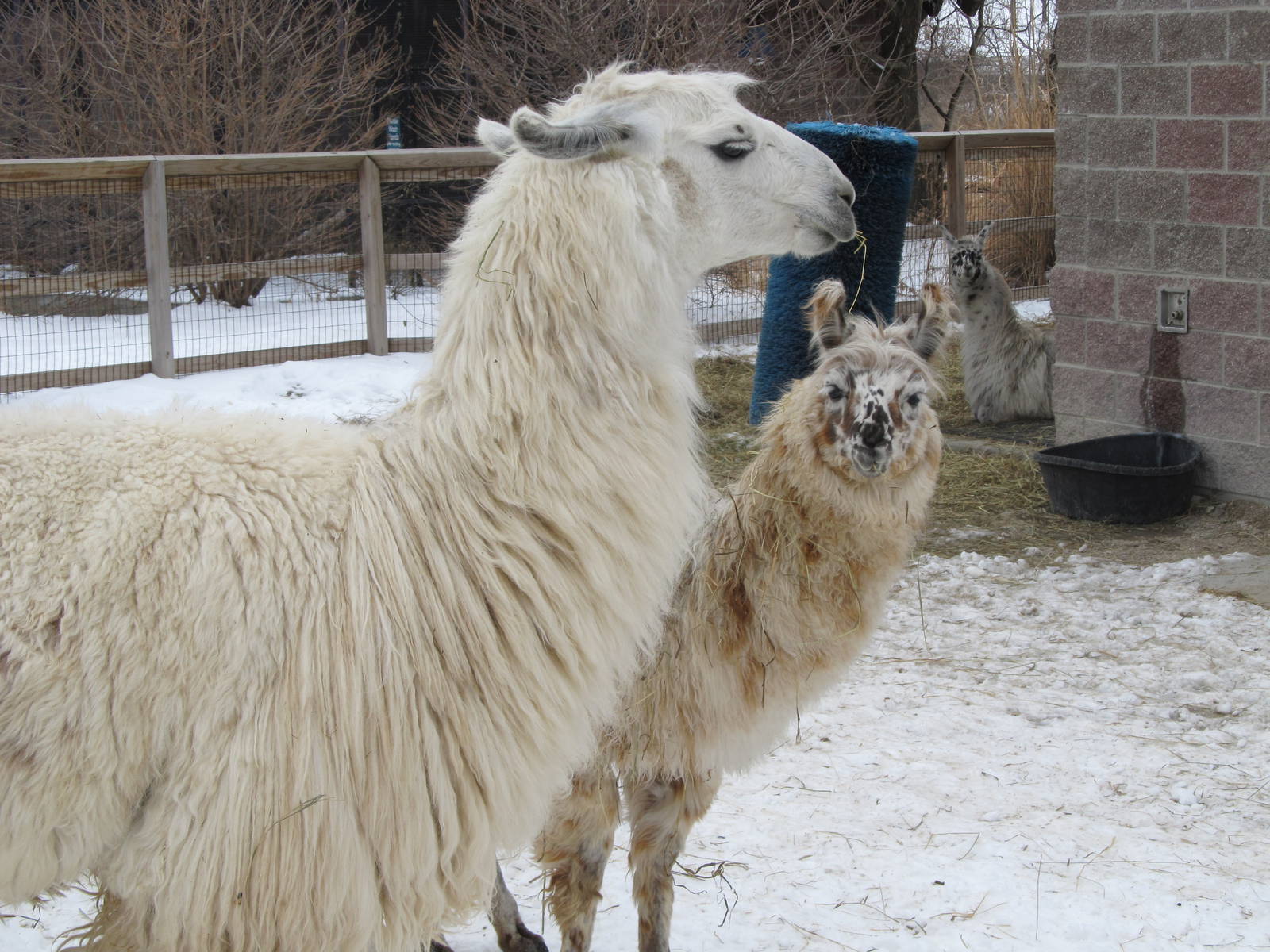 Llamas in Snow