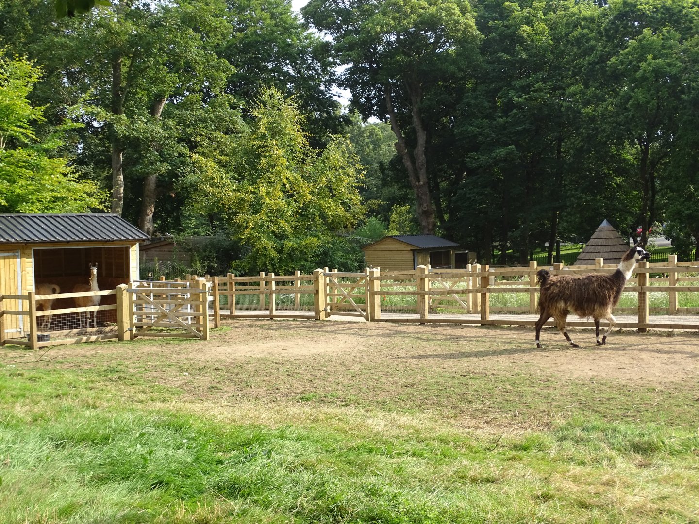 Llamas in zoo extension, 2nd August 2024