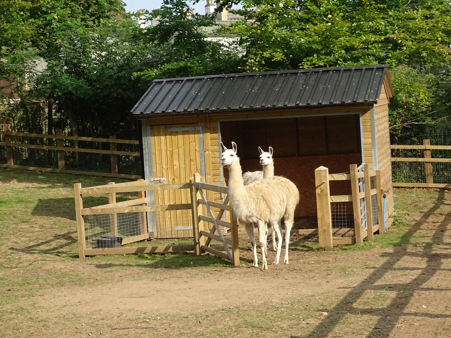 Llamas in zoo extension, 2nd August 2024