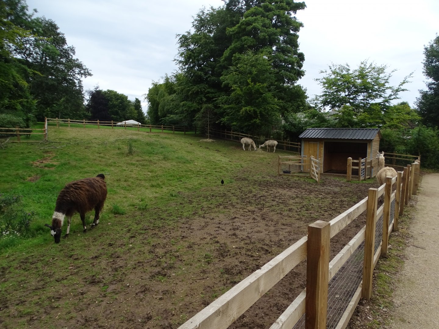 Llamas in zoo extension paddock, 16th July 2024