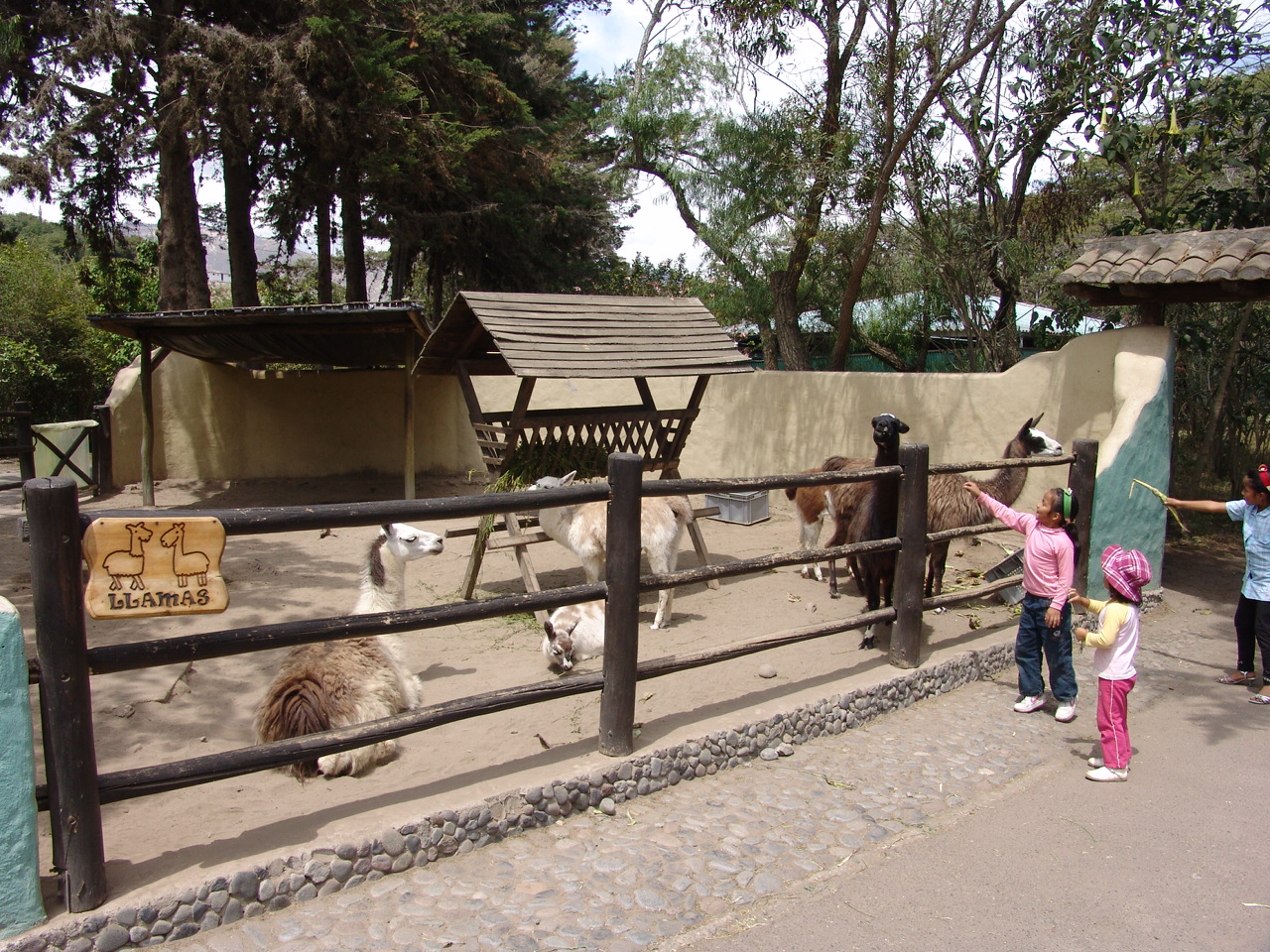 Llamas (Lama glama) at the 'Farm' area