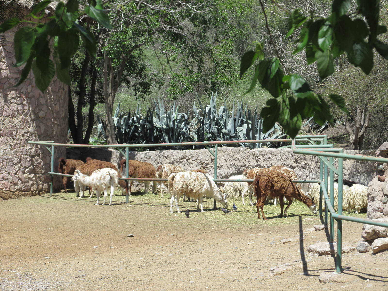 llamas mendoza zoo