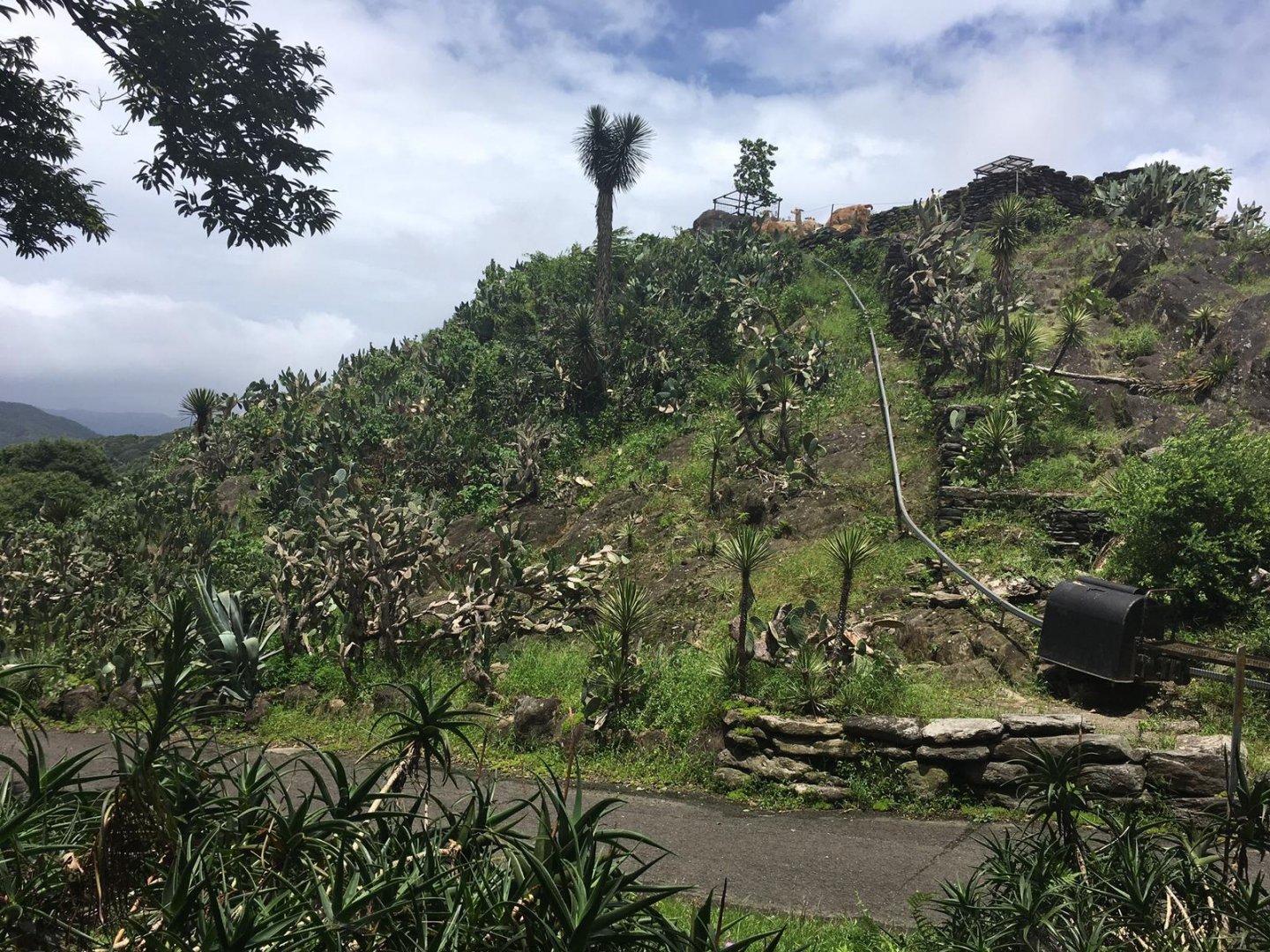 Llamas on a mountain-Nagasaki Bio Park