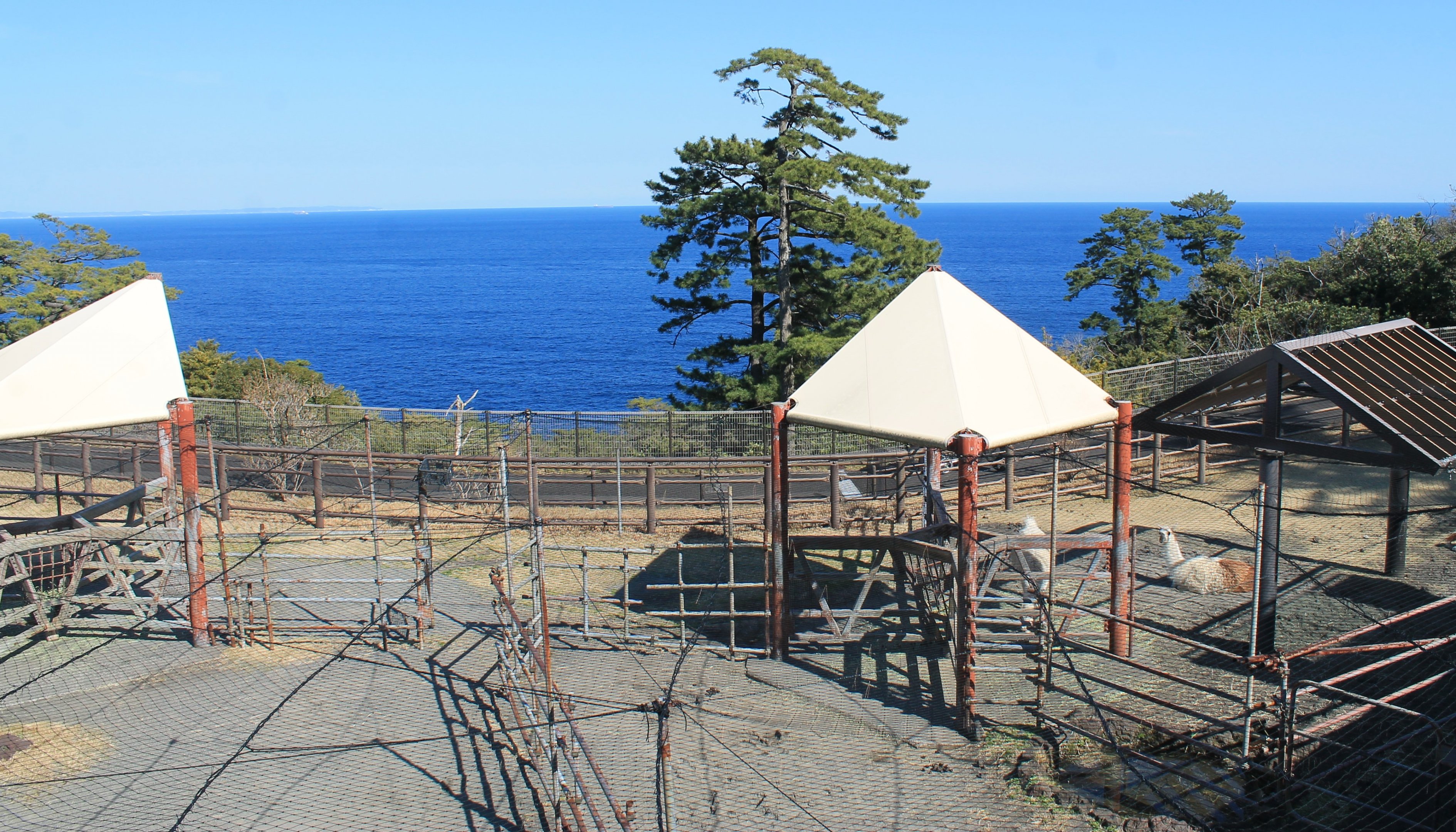 Llamas - Oshima Park Zoo