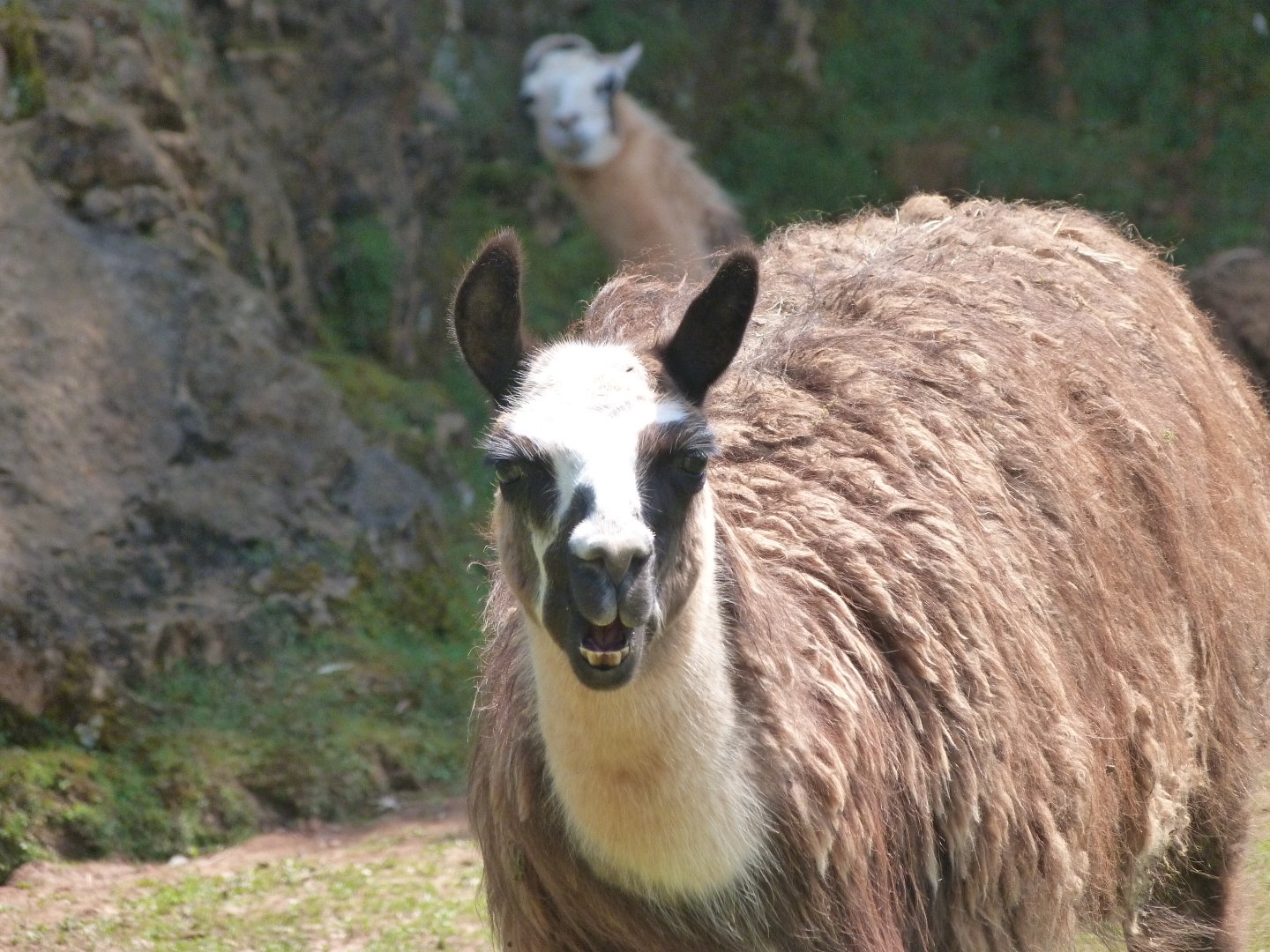 Llamas -Parque de la Naturaleza de Cabárceno (2025)